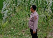 Kanit Patroli Polsek BP Peliung Pantau Lahan Jagung di Bantan Pelita