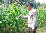 Kasium Polsek BP Peliung Pantau Lahan Jagung, Dukung Ketahanan Pangan Nasional