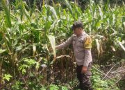 Bhabinkamtibmas Polsek BP Peliung Pantau Lahan Jagung di Desa Banu Mas