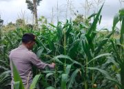 Kanit Prov Polsek BP Peliung Pantau Lahan Jagung di Desa Pulau Negara