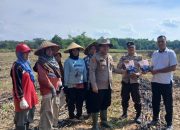 Polsek Buay Pemuka Peliung Salurkan Bibit Jagung Bejo Dukung Swasembada Pangan 2026