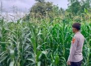 Kanit Prov Polsek BP Peliung Rutin Pantau Lahan Jagung, Dukung Ketahanan Pangan Nasional
