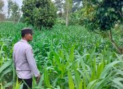 Kanit Prov Polsek BP Peliung Rutin Pantau Lahan Jagung di Desa Saung