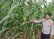 Kanit Bimas Polsek BP Peliung Pantau Pertumbuhan Jagung di Desa Bandar Jaya