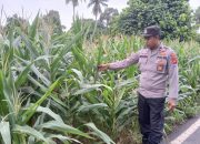 Kanit Bimas Polsek BP Peliung Pantau Lahan Jagung di Desa Bantan