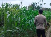 Bhabinkamtibmas Polsek BP Peliung Pantau Pertumbuhan Jagung di Desa Banu Ayu