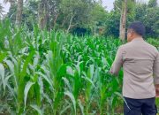 Bhabinkamtibmas Polsek BP Peliung Rutin Pantau Jagung di Desa Banu Ayu