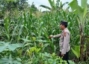 Kasium Polsek BP Peliung Pantau Lahan Jagung di Desa Bandar Jaya