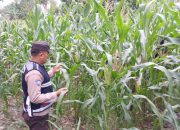 Bhabinkamtibmas Polsek BP Peliung Pantau Pertumbuhan Jagung di Desa Banu Mas