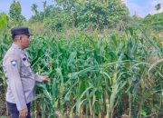 Kanit Patroli Polsek BP Peliung Pantau Lahan Jagung di Desa Bantan Pelita