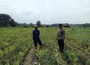 Dukung Ketahanan Pangan, Polsek Madang Suku I Pantau Lahan Jagung Warga