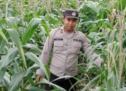 Kanit Binmas Polsek BP Peliung Rutin Pantau Pertumbuhan Jagung, Dukung Ketahanan Pangan Nasional