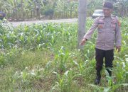 Kanit Prov Polsek BP Peliung Rutin Pantau Pertumbuhan Jagung di Desa Negeri Agung Jaya