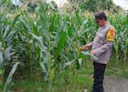 Bhabinkamtibmas Polsek BP Peliung Rutin Pantau Pertumbuhan Jagung di Desa Banu Mas
