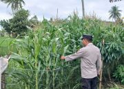 Kasium Polsek BP Peliung Rutin Pantau Pertumbuhan Jagung di Desa Bandar Jaya