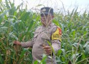 Bhabinkamtibmas Polsek BP Peliung Pantau Pertumbuhan Jagung Dukung Ketahanan Pangan