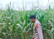 Kanit Bimas Polsek BP Peliung Pantau Pertumbuhan Jagung Dukung Program Ketahanan Pangan