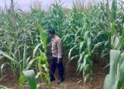 Kanit Binmas Polsek BP Peliung Dukung Program Pangan Nasional Lewat Pemantauan Jagung