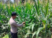 Kanit Binmas Polsek BP Peliung Dukung Program Pangan Nasional Lewat Pemantauan Jagung
