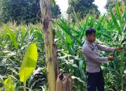 Kanit Binmas Polsek BP Peliung Dukung Program Pangan Nasional Lewat Pemantauan Jagung