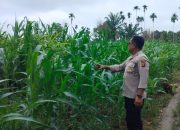 Bhabinkamtibmas Polsek BP Peliung Dukung Program Pangan Nasional Lewat Pemantauan Jagung