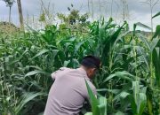 Kanit Prov Polsek BP Peliung Dukung Program Pangan Nasional Lewat Pemantauan Jagung
