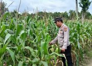 Kasium Polsek BP Peliung Dukung Program Pangan Nasional Lewat Pemantauan Jagung