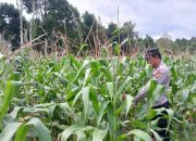 Polsek BP Peliung Dukung Program Pangan Nasional, Pantau Pertanian Jagung