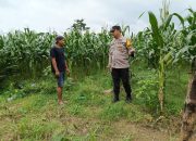 Polsek Madang Suku I Monitoring Lahan Jagung Warga Dukung Ketahanan Pangan Nasional