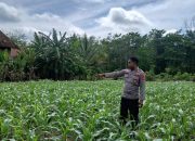 Kanit Binmas Polsek BP Peliung Rutin Pantau Pertumbuhan Jagung Dukung Ketahanan Pangan