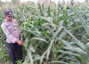 Pantau Lahan Jagung di Desa Banu Mas, Polsek BP Peliung Perkuat Ketahanan Pangan