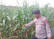 Kanit Prov Polsek BP Peliung Tinjau Lahan Jagung di Desa Pulau Negara