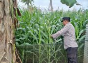 Kasium Polsek BP Peliung Perkuat Program Pangan Lewat Pemantauan Lahan Jagung