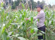 Kasium Polsek BP Peliung Pantau Pertumbuhan Jagung di Bandar Jaya untuk Perkuat Ketahanan Pangan