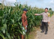 Briptu Ari Saputra Tinjau Lahan Jagung Warga, Perkuat Program Ketahanan Pangan di Madang Suku I