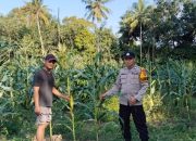 Polsek Buay Pemuka Peliung Intensif Pantau Lahan Jagung, Perkuat Dukungan Ketahanan Pangan Nasional