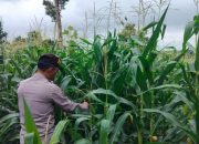Kanit Provost Polsek Buay Pemuka Peliung Tinjau Perkembangan Jagung di Desa Pulau Negara