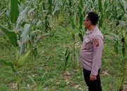 Kanit Patroli Polsek Buay Pemuka Peliung Pantau Lahan Jagung di Desa Negeri Agung