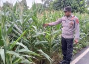 Kanit Binmas Polsek Buay Pemuka Peliung Cek Lahan Jagung di Desa Bantan