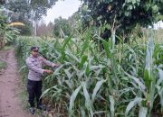 Dukung Ketahanan Pangan, Kanit Binmas Polsek Buay Pemuka Peliung Tinjau Lahan Jagung di Bantan Pelita