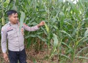 Perkuat Ketahanan Pangan, Kanit Binmas Polsek Buay Pemuka Peliung Tinjau Lahan Jagung di Banu Mas