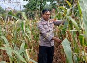 Pagi Hari Pantau Jagung, Kanit Binmas Polsek Buay Pemuka Peliung Dorong Produktivitas Petani