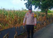 Bhabinkamtibmas Polsek Buay Pemuka Peliung Pantau Lahan Jagung di Desa Pulau Negara