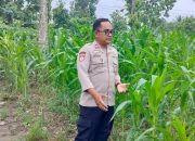 Bhabinkamtibmas Polsek Buay Pemuka Peliung Tinjau Pertumbuhan Jagung di Desa Pahang Asri