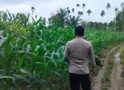 Polisi Desa Negeri Agung Pantau Lahan Jagung, Dorong Kemandirian Pangan Warga