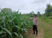 Kanit Binmas Polsek BP Peliung Tinjau Lahan Jagung di Desa Bantan, Perkuat Program Ketahanan Pangan