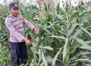 Pagi Hari, Kanit Binmas Polsek BP Peliung Pantau Pertumbuhan Jagung di Bantan Pelita