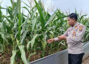 Siang Hari, Kanit Binmas Polsek BP Peliung Tinjau Lahan Jagung di Desa Banu Ayu