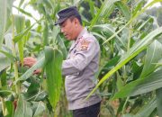 Kasium Polsek BP Peliung Monitoring Pertumbuhan Jagung di Desa Banu Mas