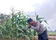 Kasium Polsek BP Peliung Pantau Langsung Pertumbuhan Jagung di Lahan Ketahanan Pangan Desa Banu Ayu